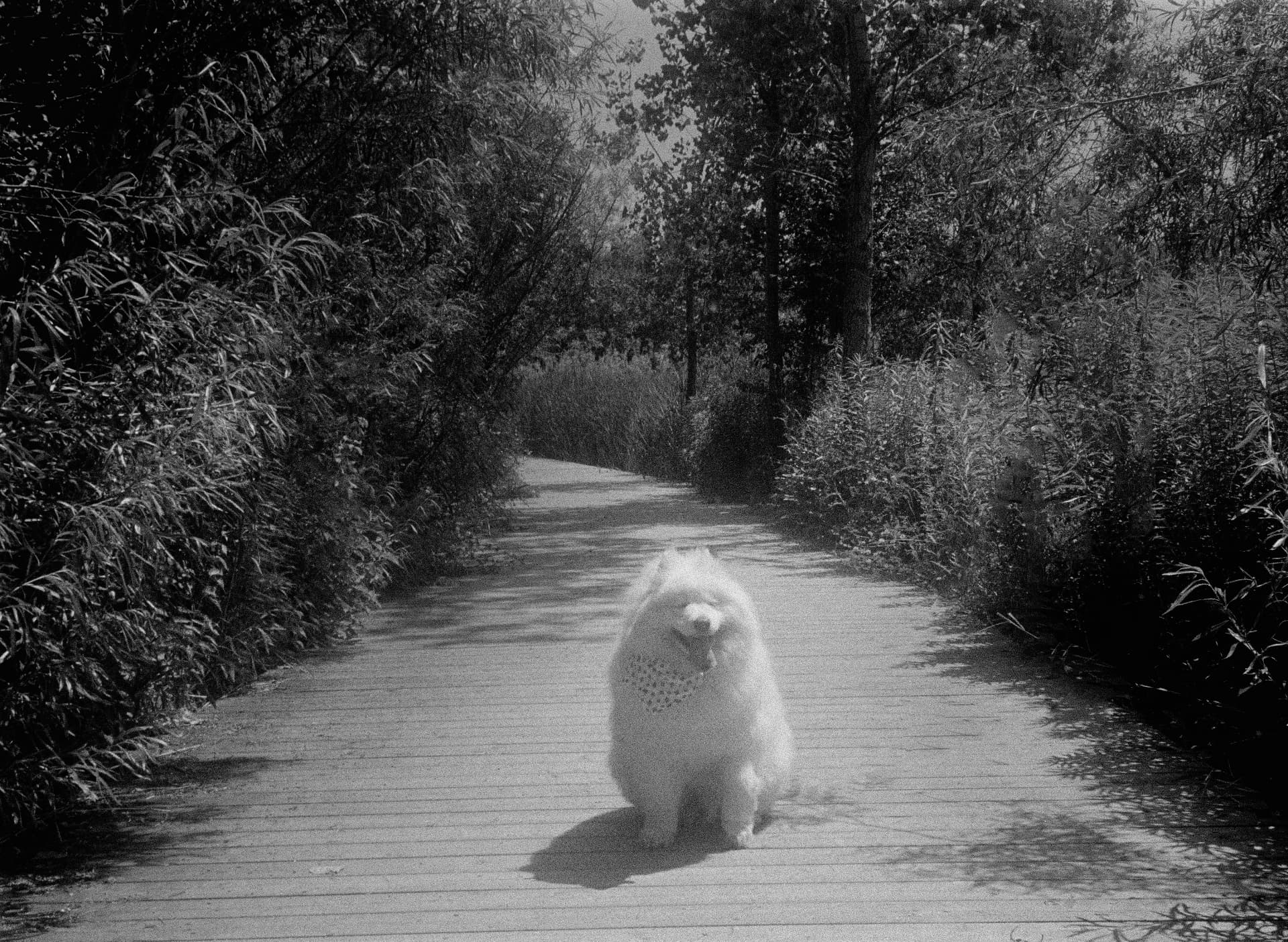 White dog sitting on a sunlit woodland boardwalk